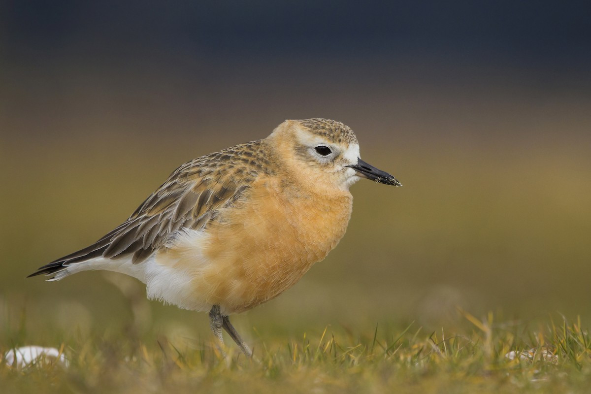 image New Zealand Dotterel